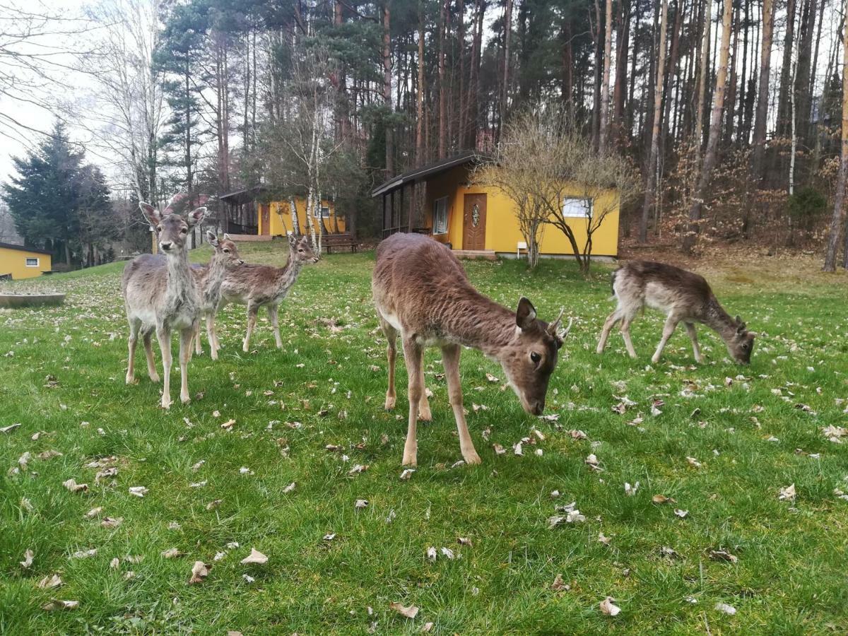 O.W.Bingo Hotell Bieszkowice Exteriör bild